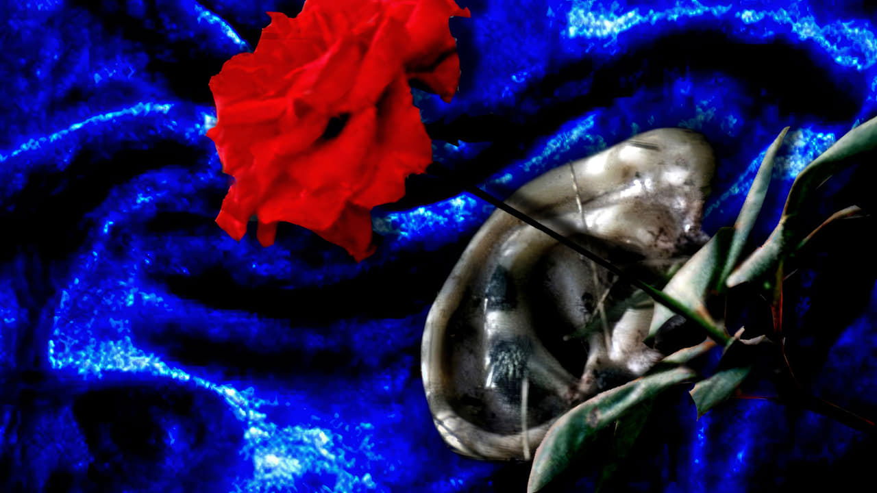 Blue Velvet Backdrop Image