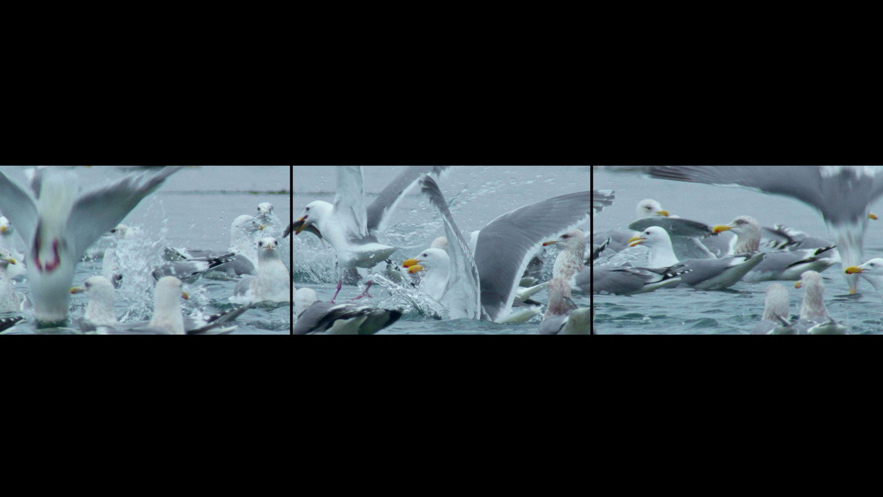 GO FISH still 6