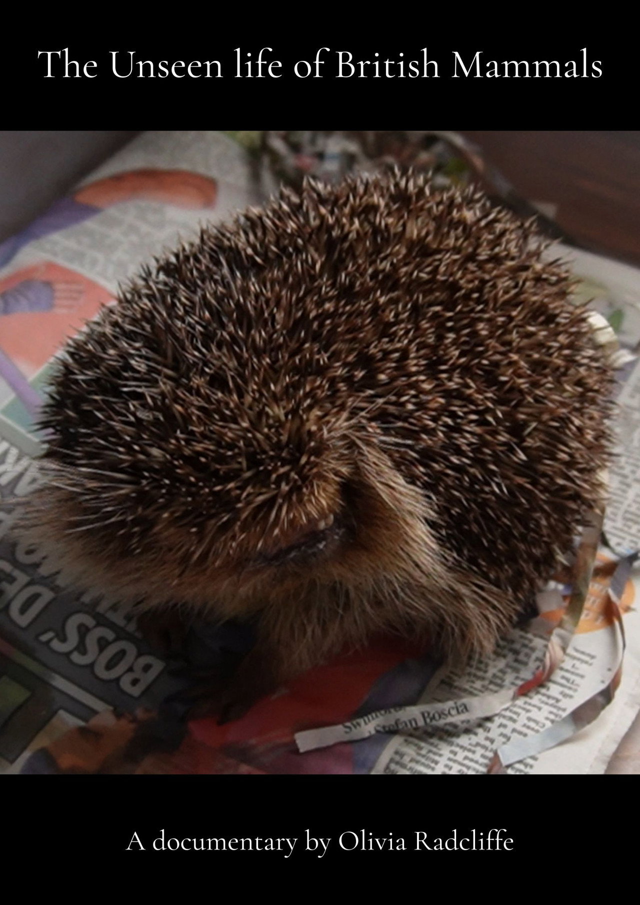 The Unseen life of British Mammals Backdrop