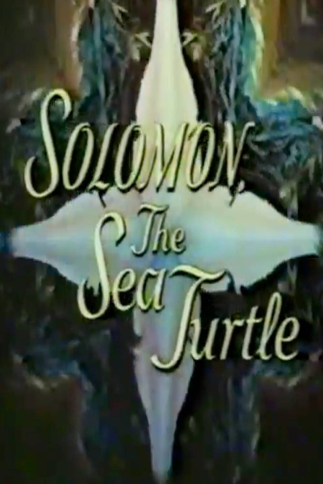 Solomon, the Sea Turtle