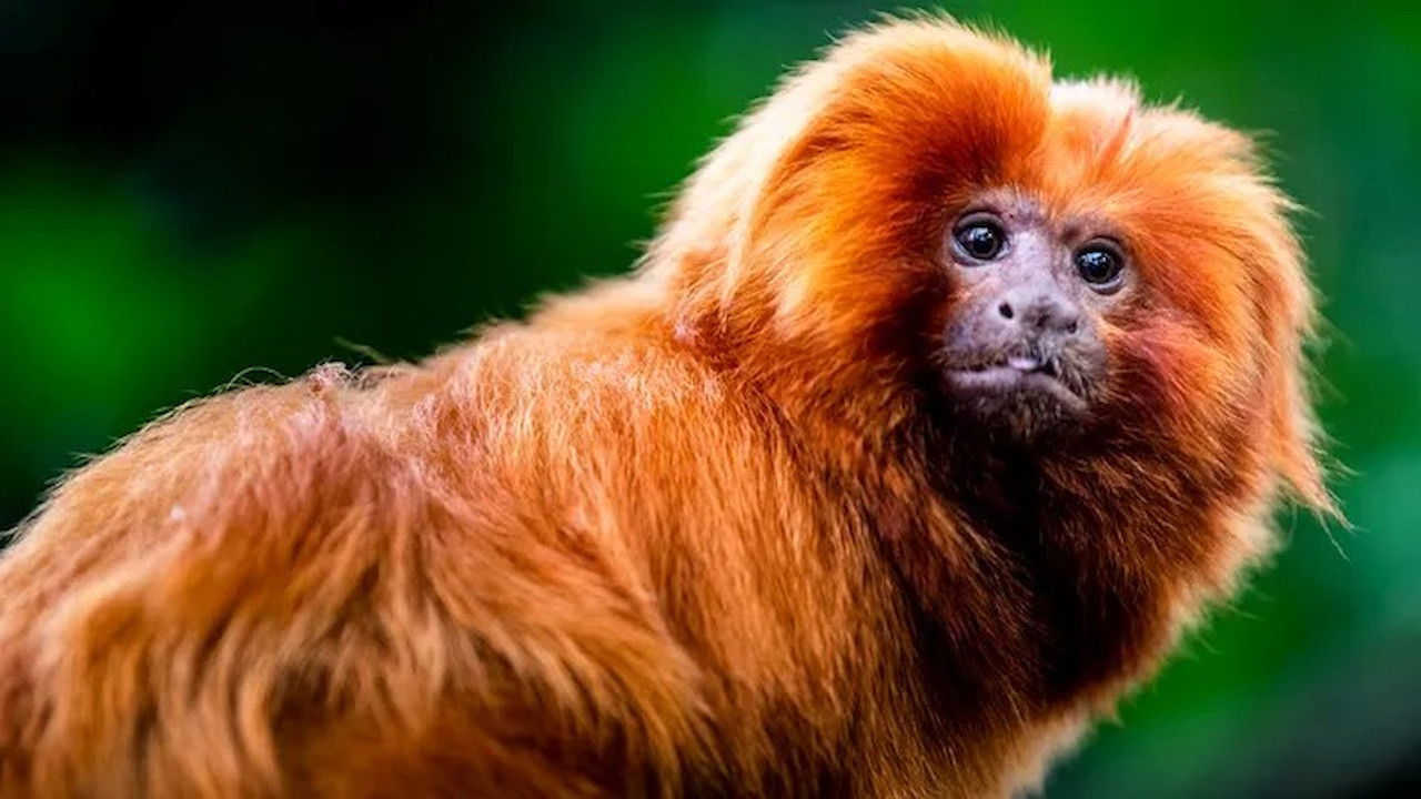 Jonahs dyreverden — Épisode 10