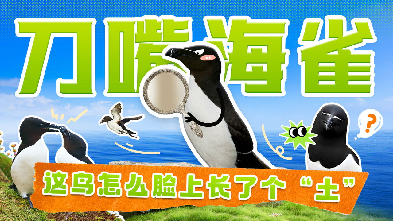 斑马百科探索 — Épisode 18