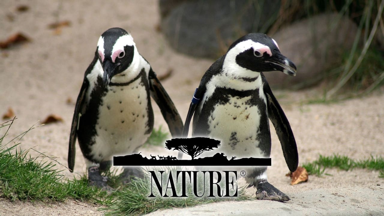 Nature - Season 23 Episode 7 : From Orphan to King