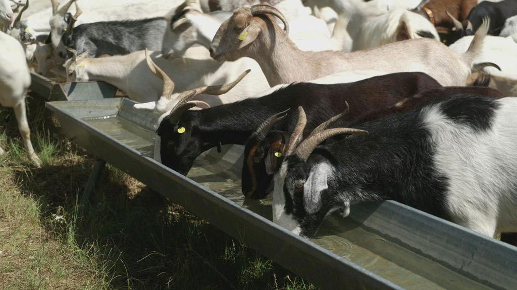 Granjas en acción - Season 1 Episode 1 : Episode 1