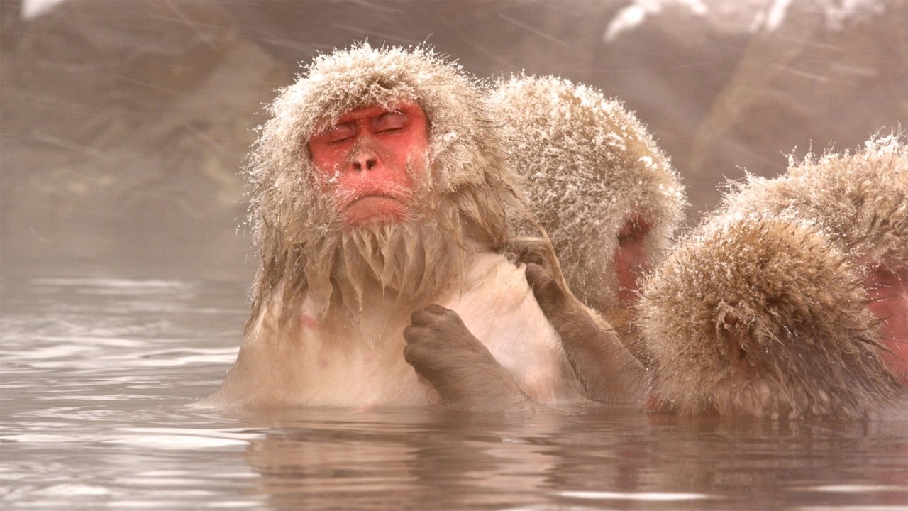 Nature - Season 32 Episode 10 : Snow Monkeys