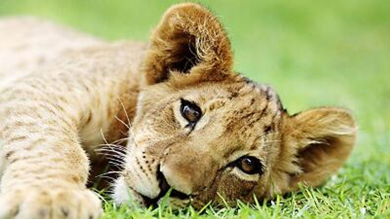 All About Animals — Épisode 7