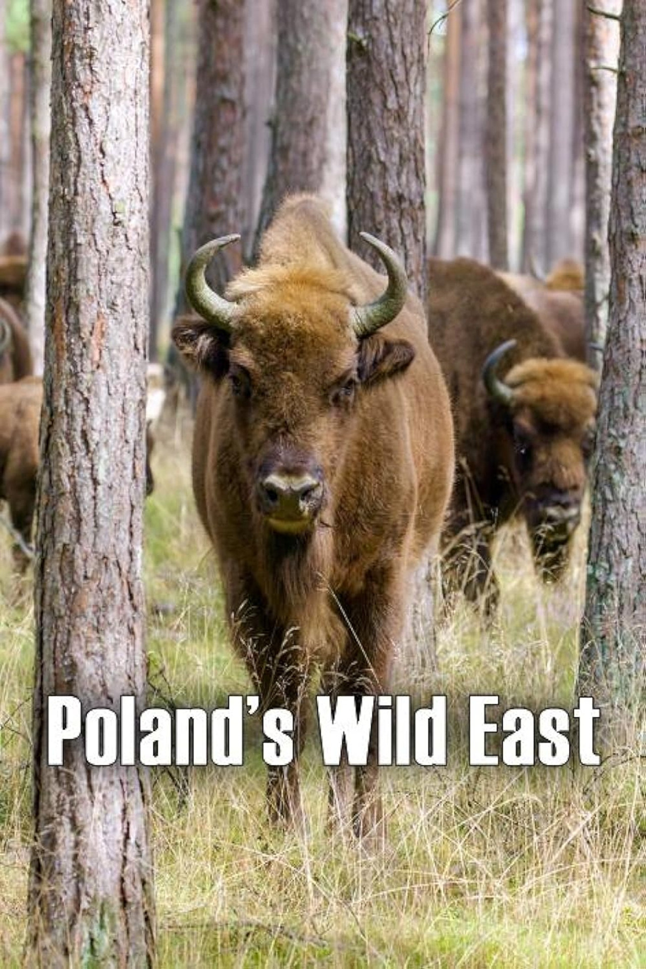 Poland's Wild East filmaffisch