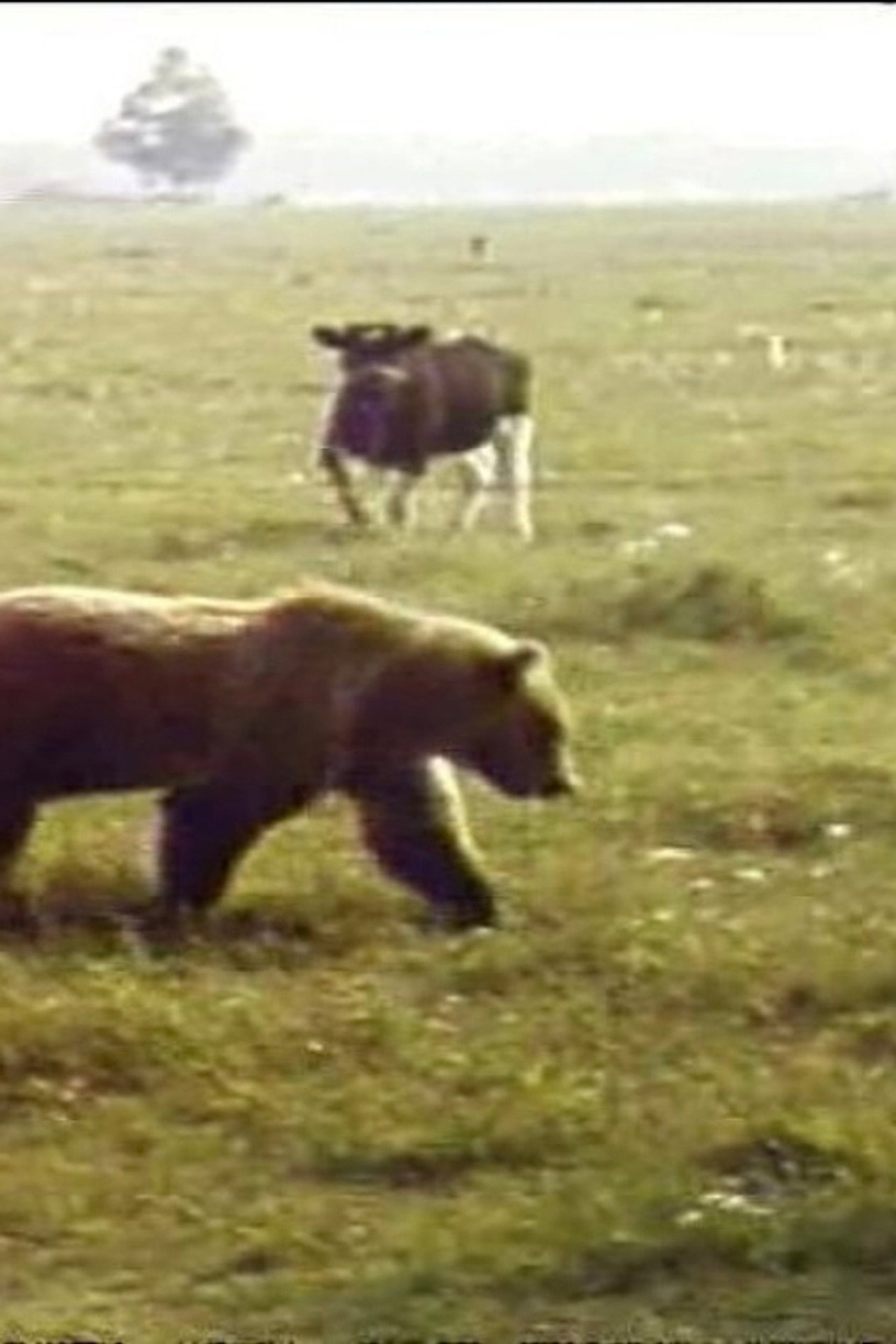 The Adventures of Nida the Bear. Autumn Encounters