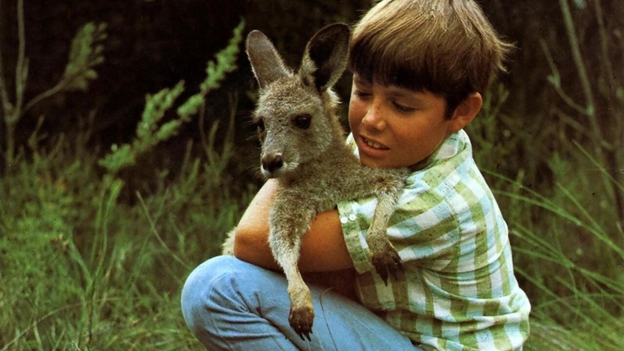 Skippy, le kangourou