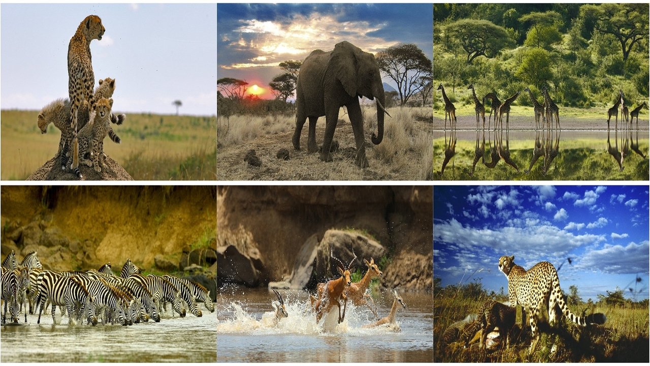 Serengeti background