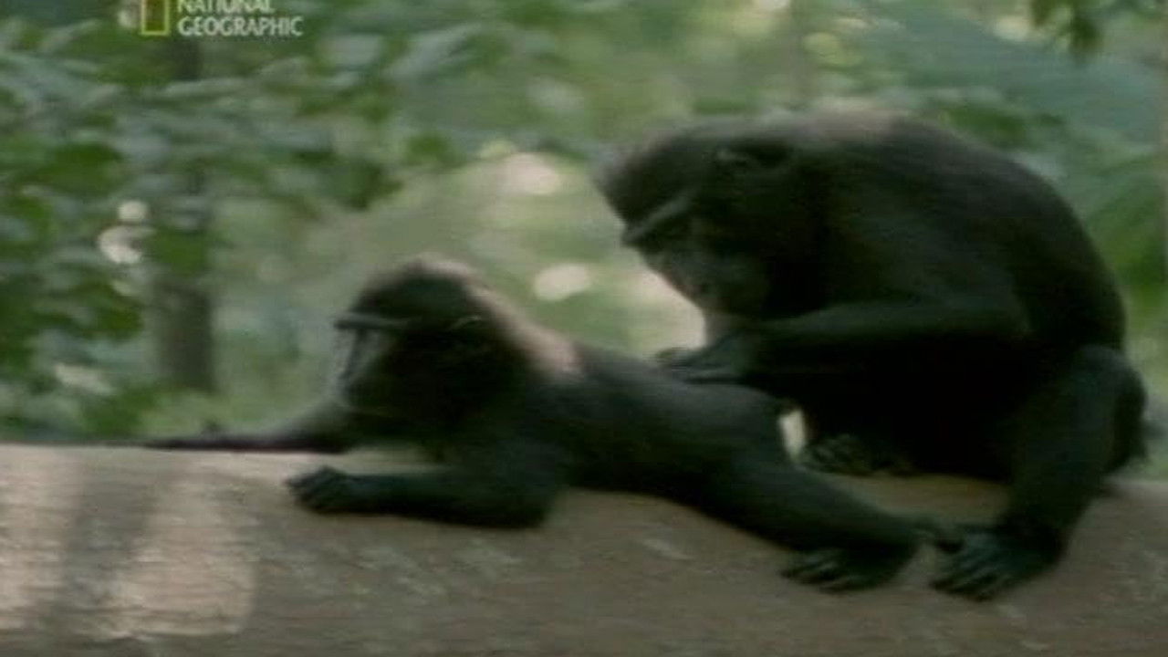 Creatures of Island Kingdoms