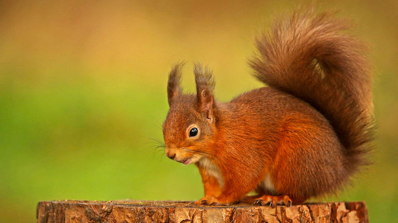 Autumnwatch — Épisode 5