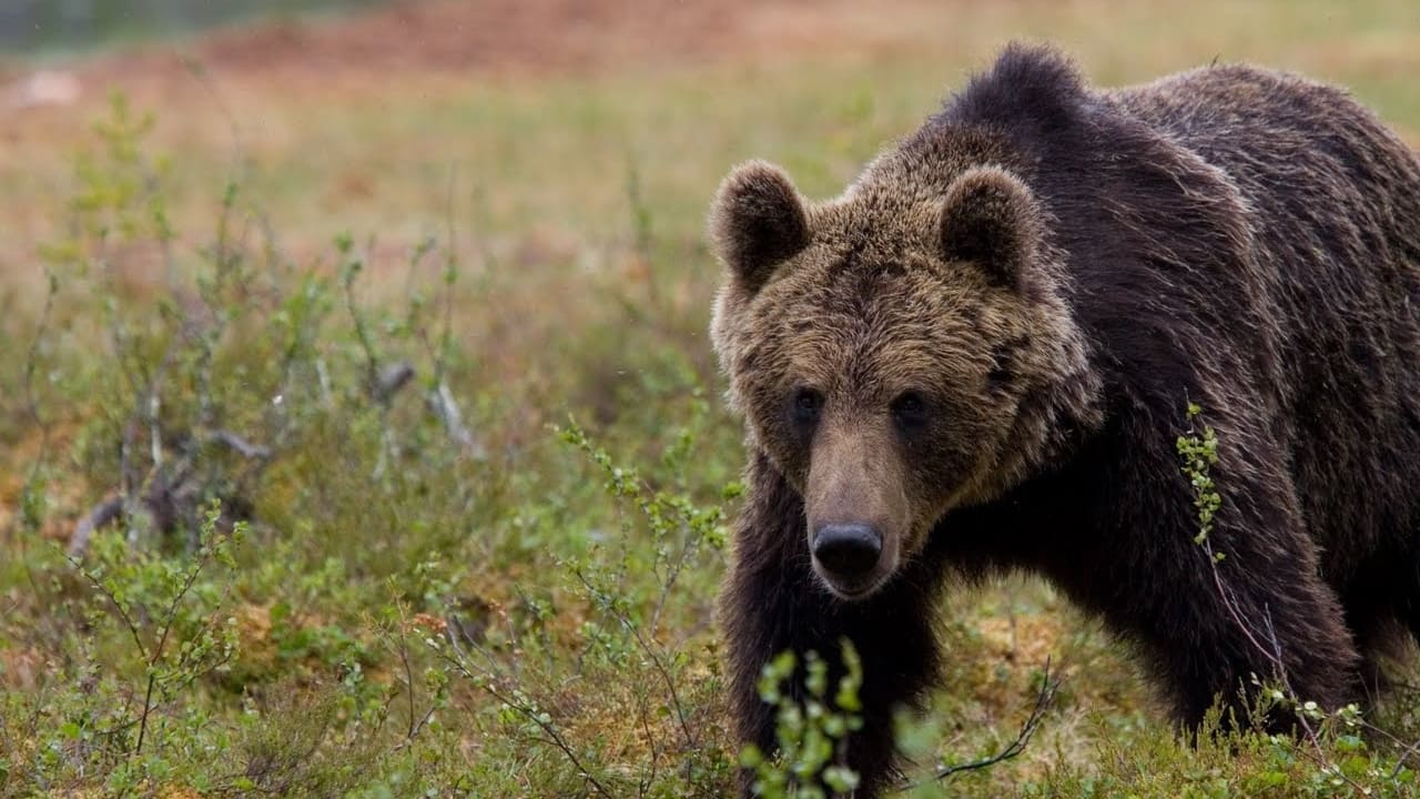 The Nature of Things background