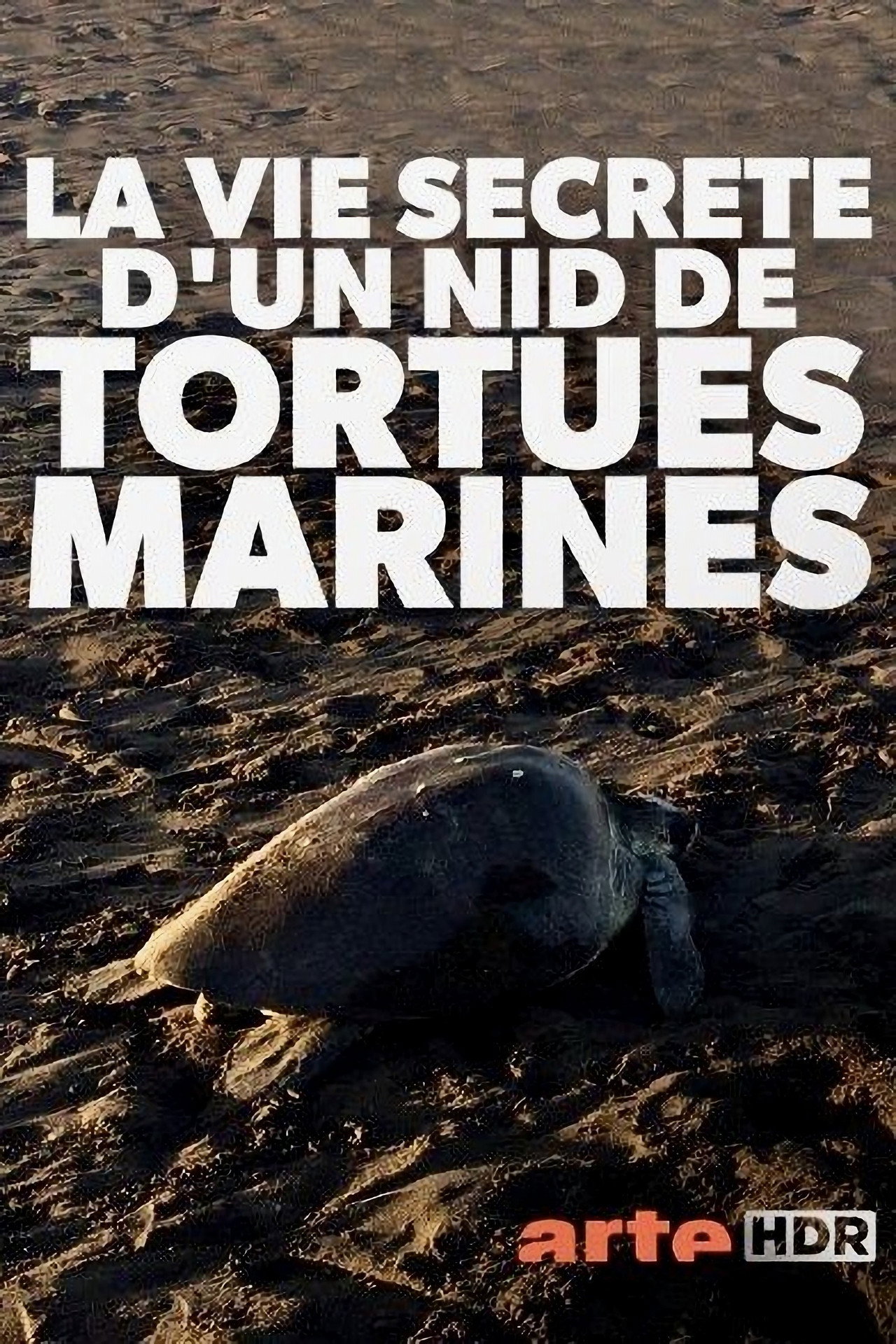 La vie secrète d'un nid de tortues marines filmaffisch