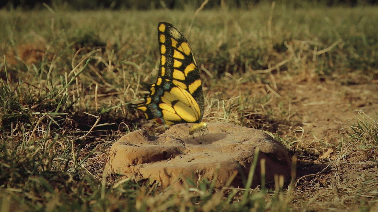 A butterfly's nightmare