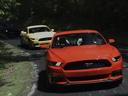 Ford Mustangs