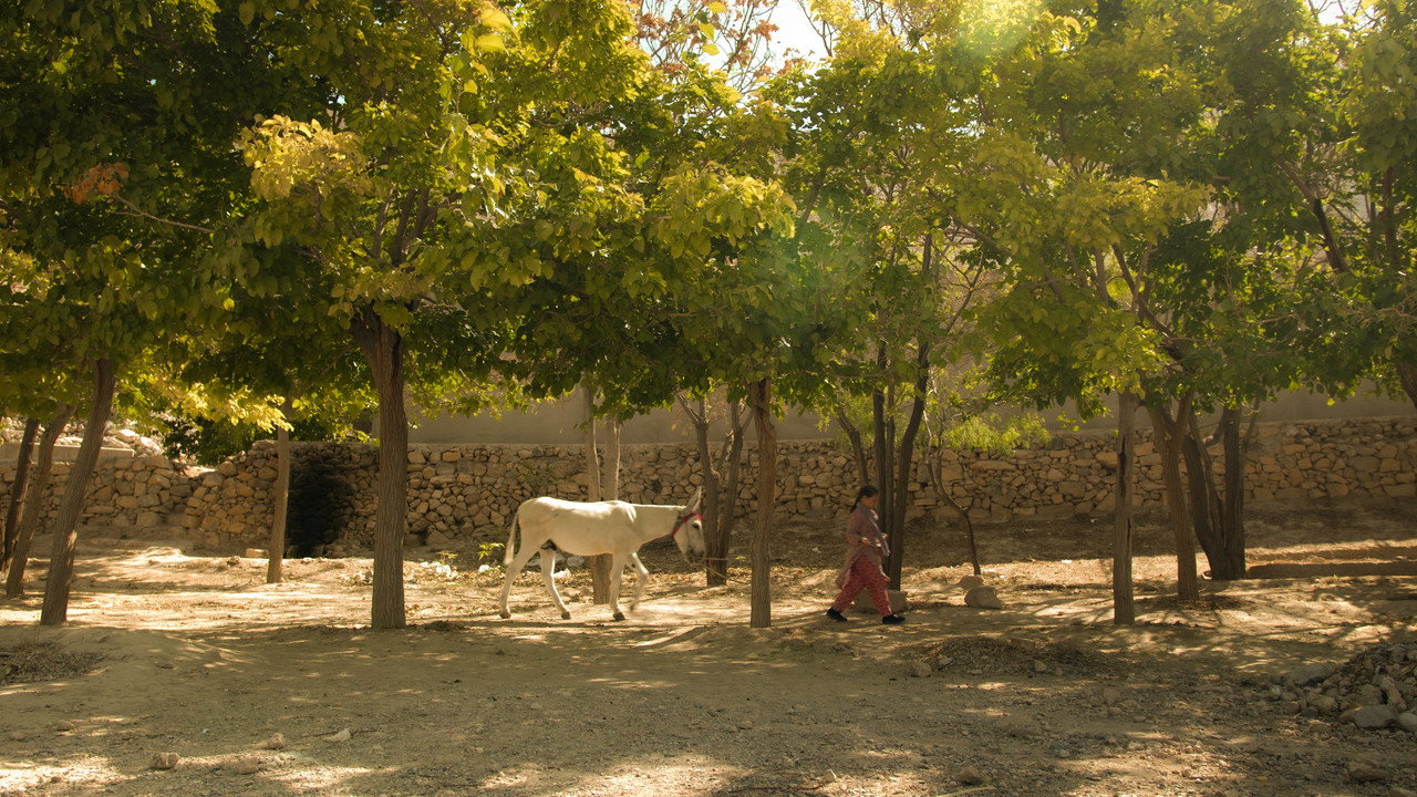 Shireen