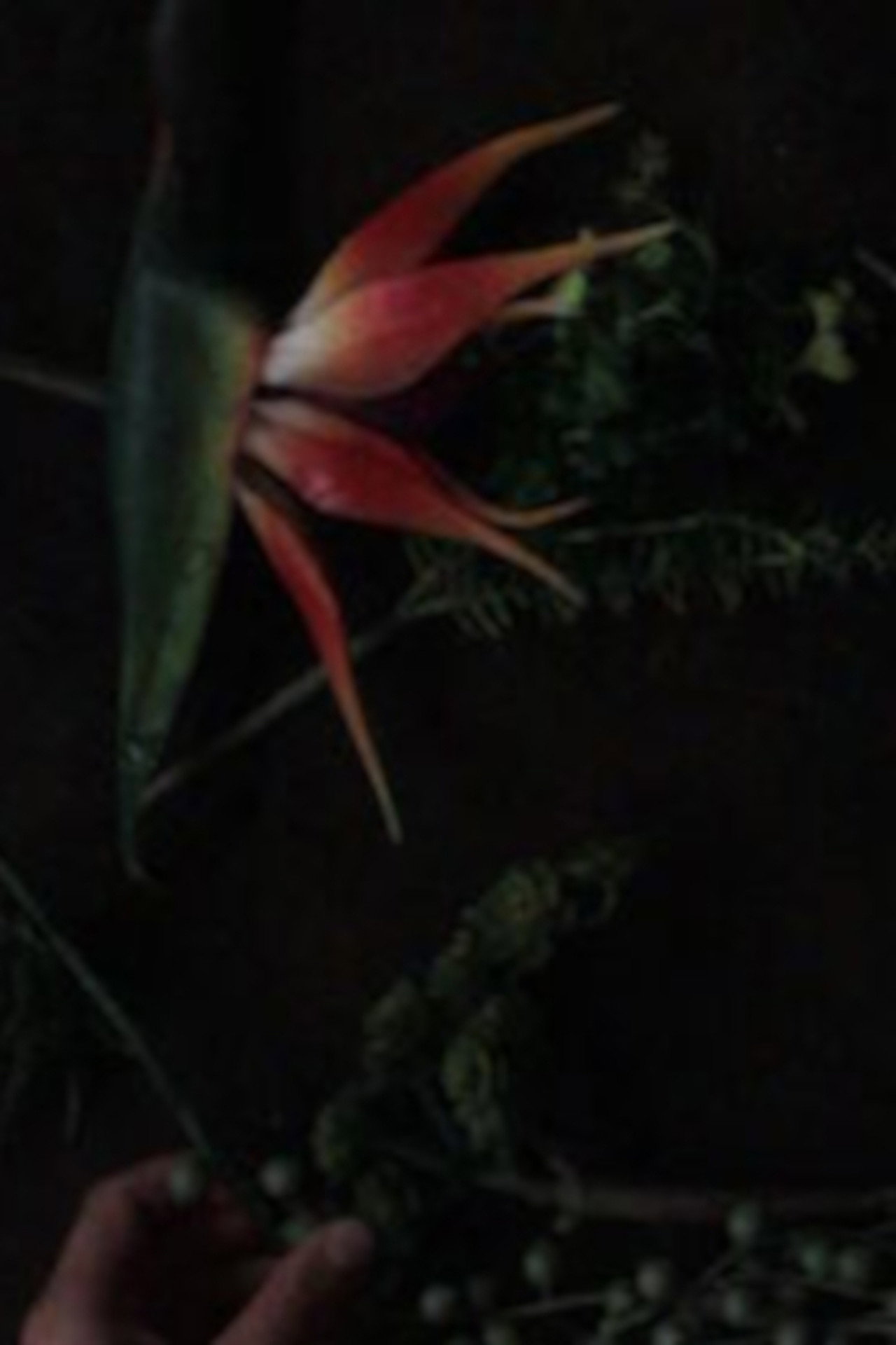 still life composition 'an accompaniment for life' filmaffisch