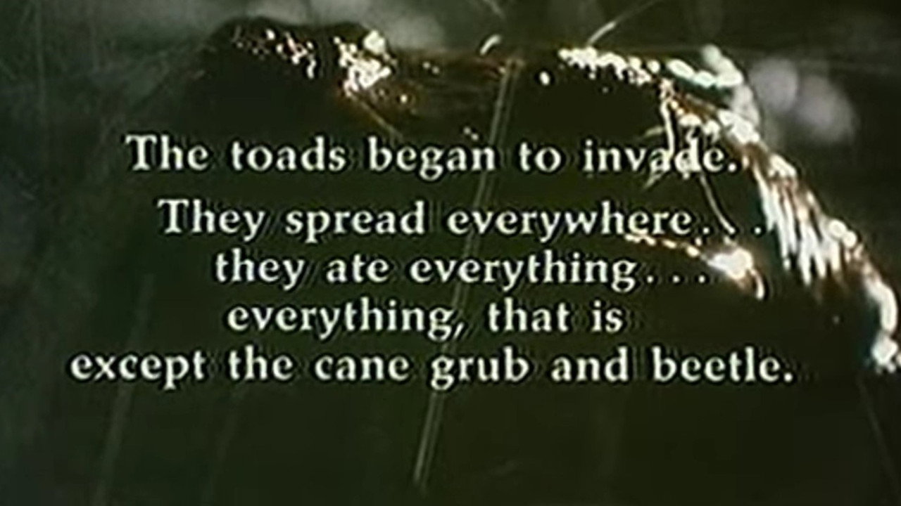 Cane Toads: An Unnatural History still 3