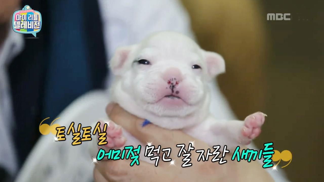 마이 리틀 텔레비전 — Épisode 45