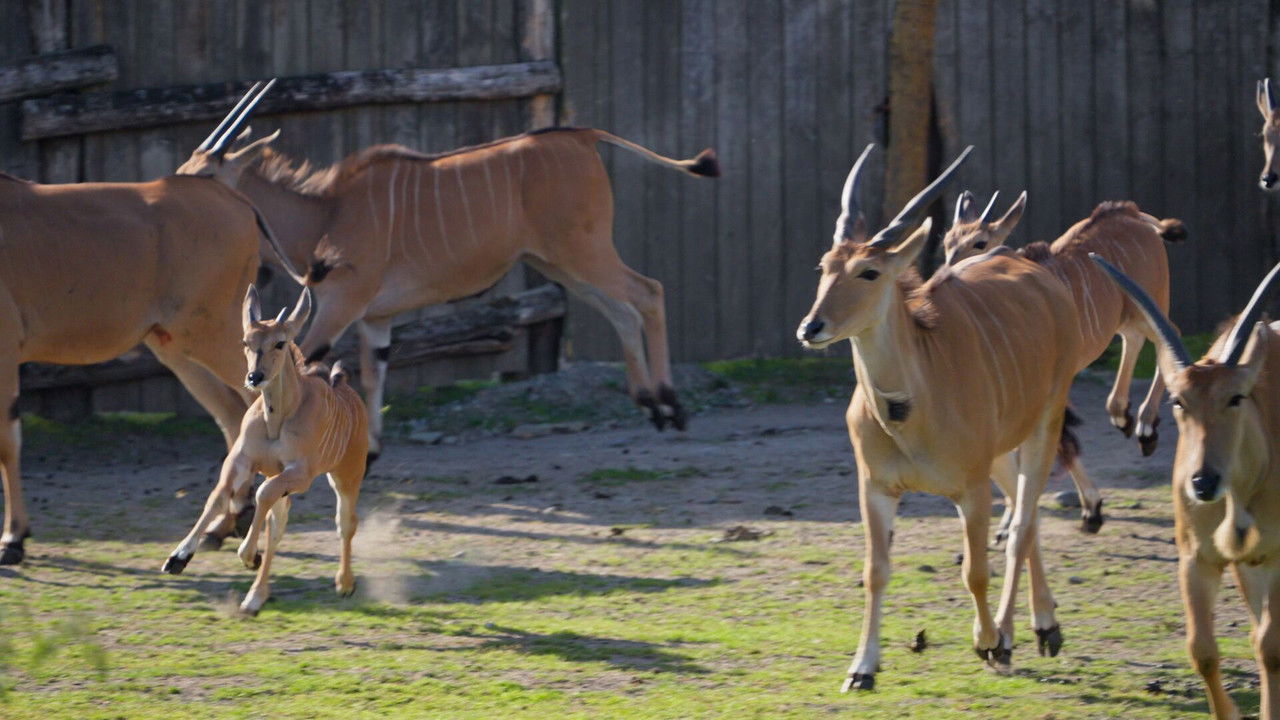 Dyrepasserne — Épisode 8