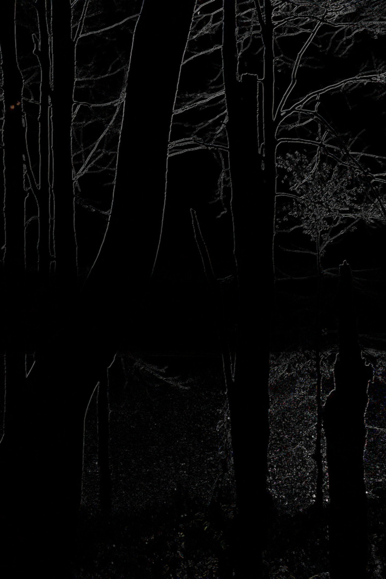 The Heart of the Wood