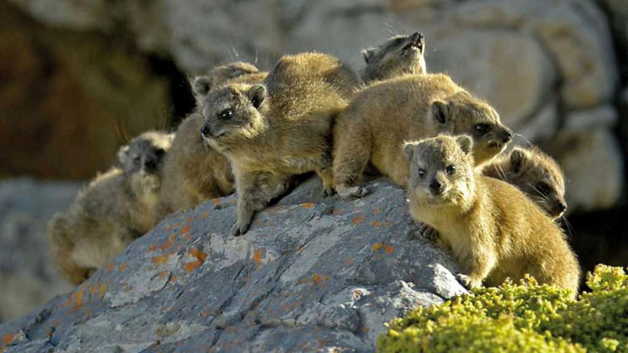 Backdrop for The Dassie - A South African Survival Specialist