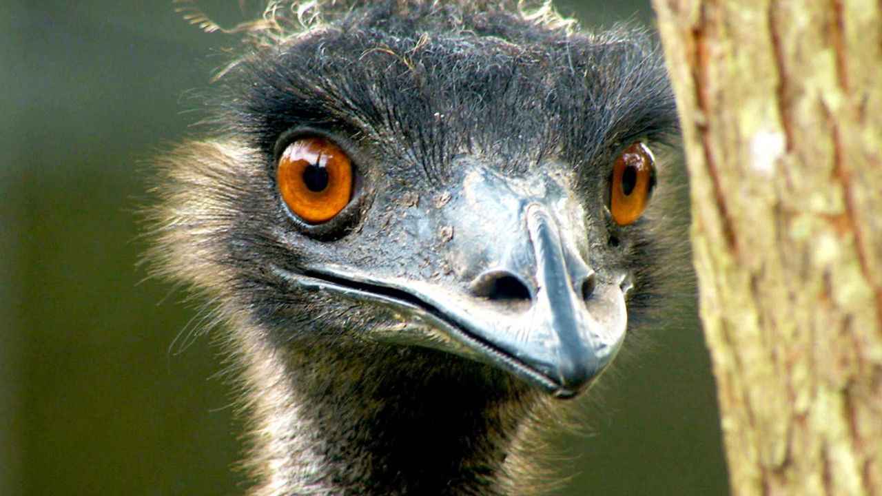 Survivors: Nature's Indestructible Creatures — Épisode 2