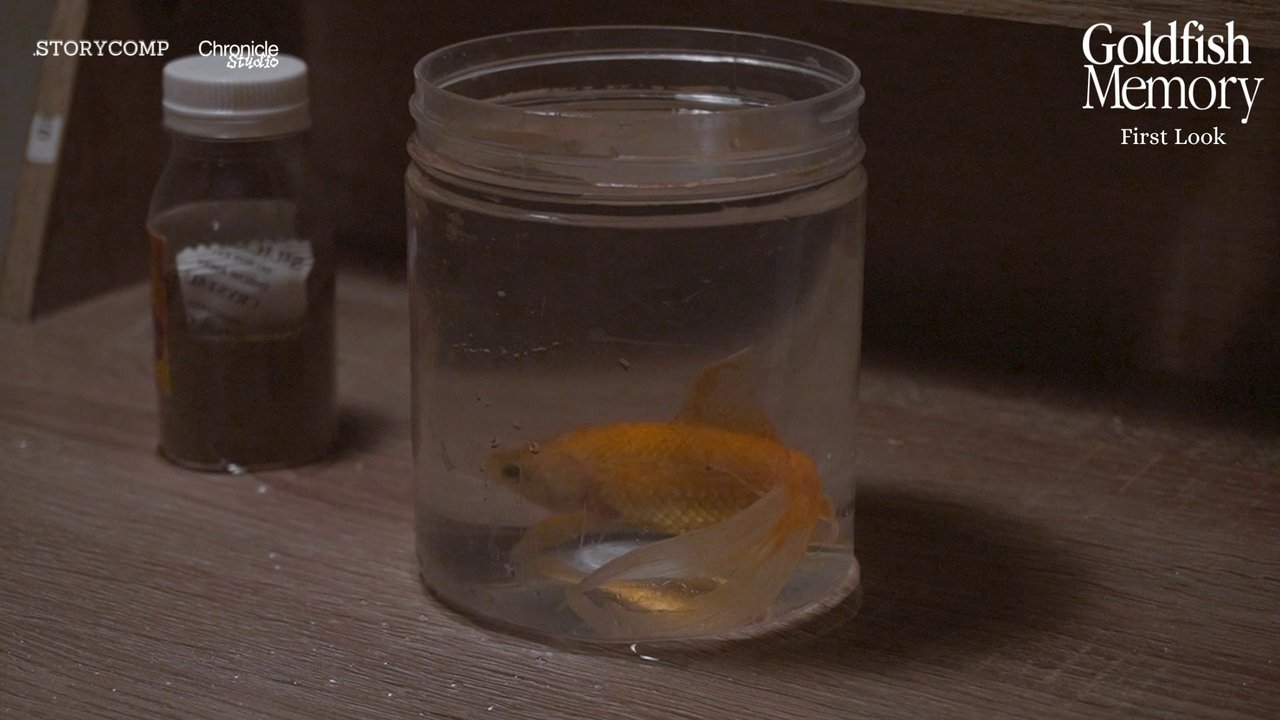 Goldfish Memory 2025