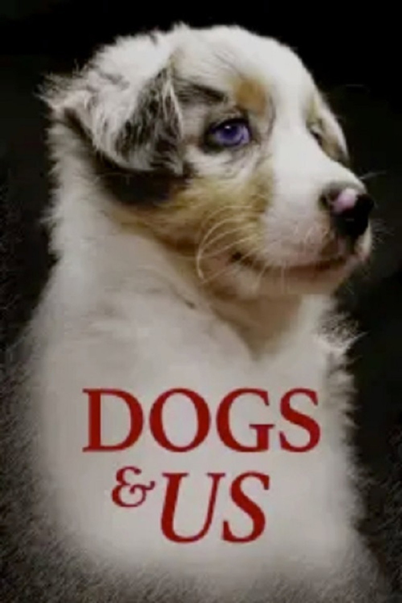 Vår vän hunden
