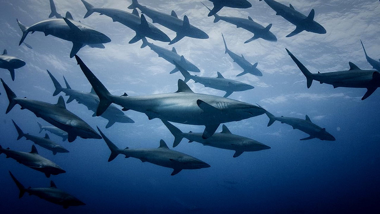 Extinct or Alive: Land of the Lost Sharks