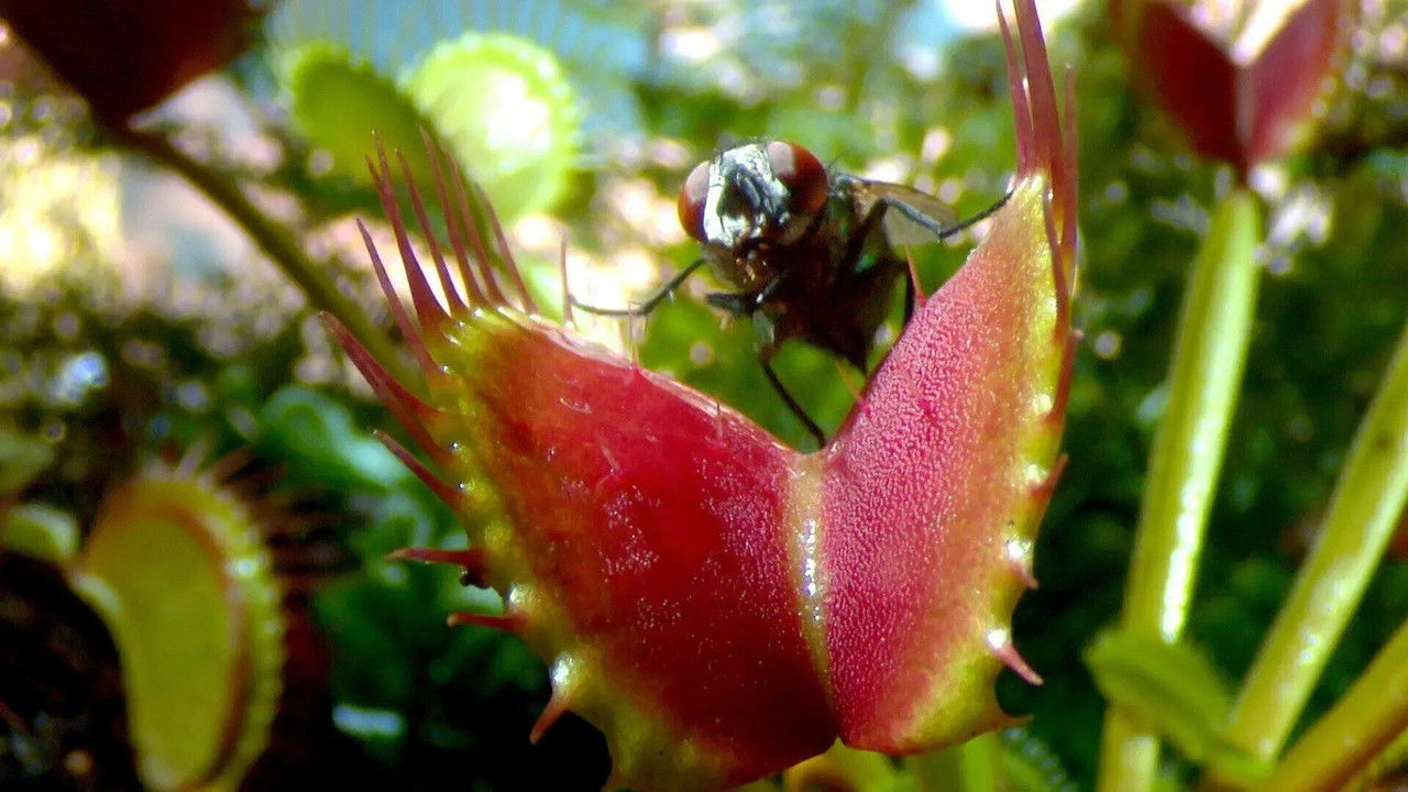 Drôle de nature — Piège à Mouches
