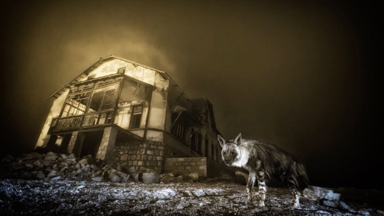 Hyena in the Moonlight: The Secrets of Wildlife Photography