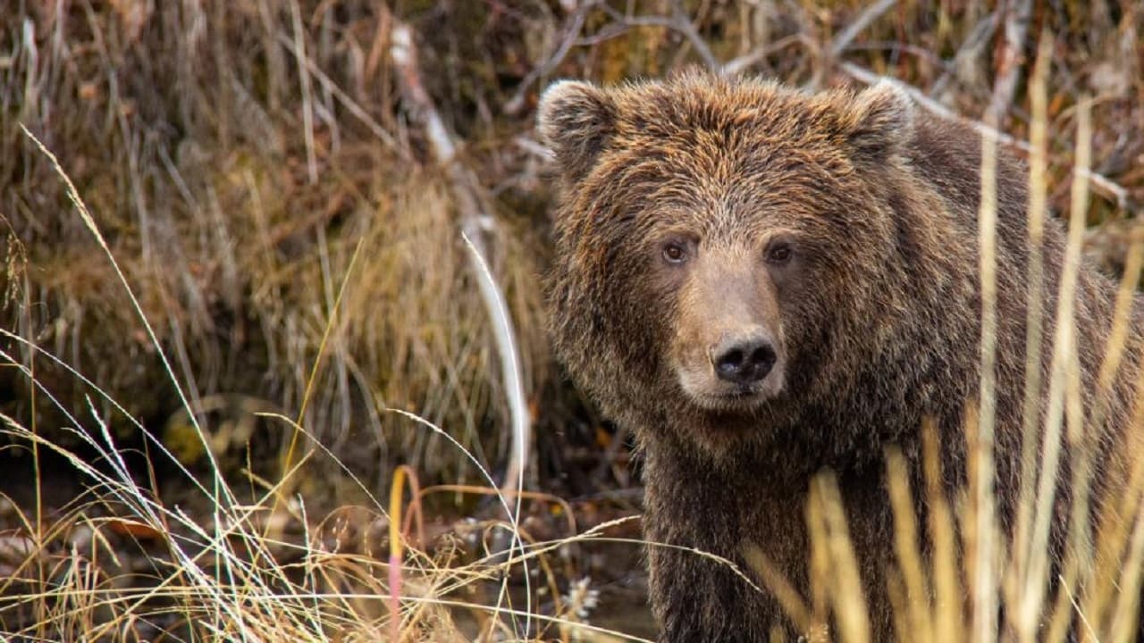 Scen från Yukon's Wild Grizzlies