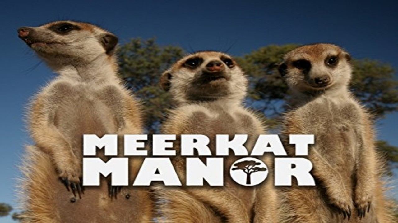 Cast and Crew of Meerkat Manor