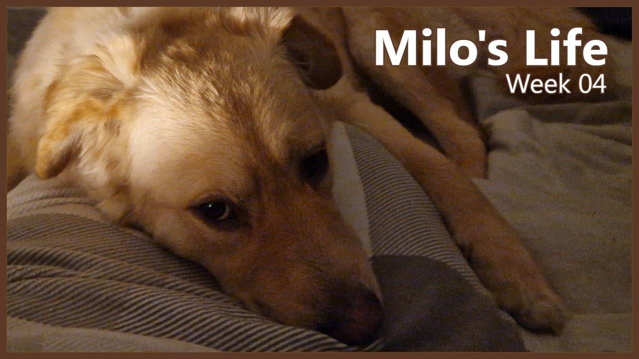 Milo's Life - Season 1 Episode 4 : Sleepy | Week 04