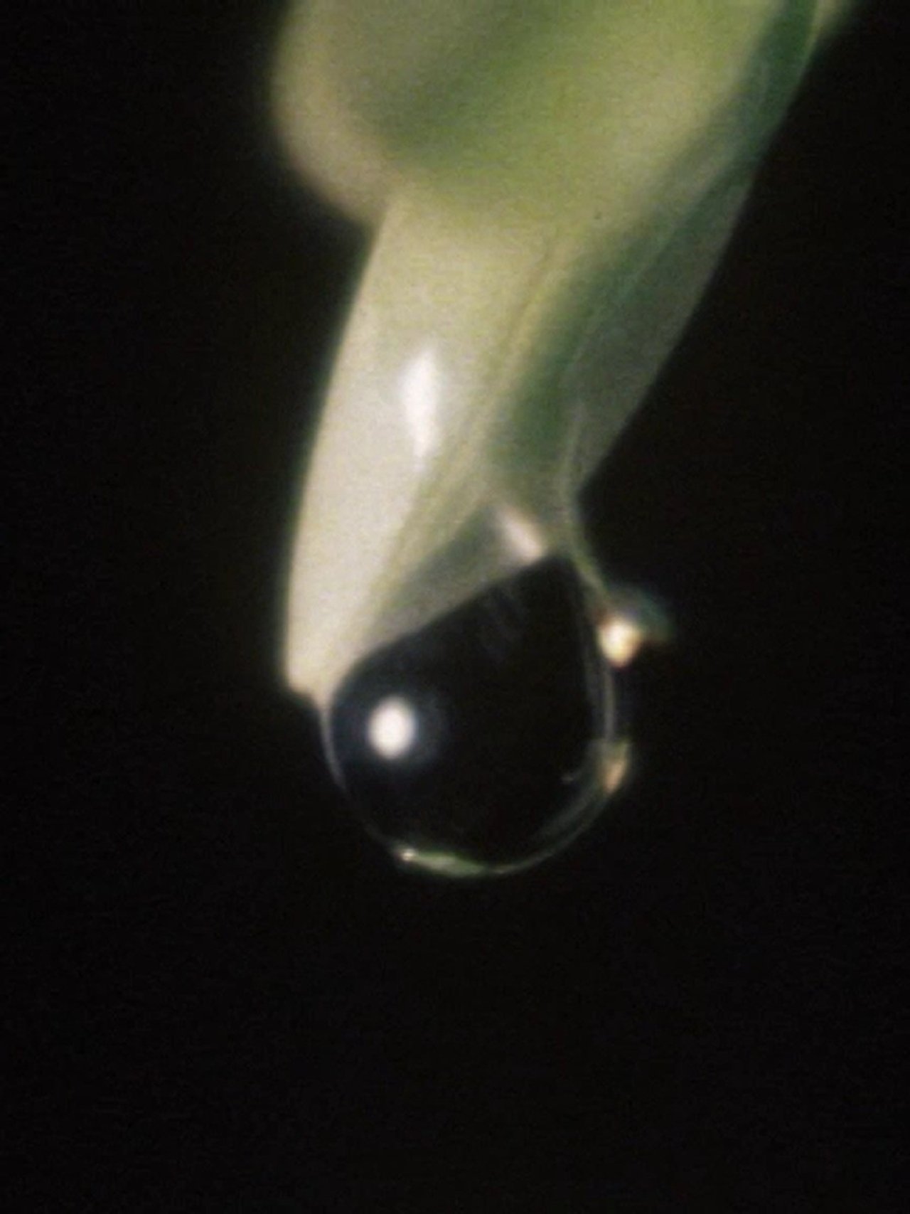 Raindrop Raindrop
