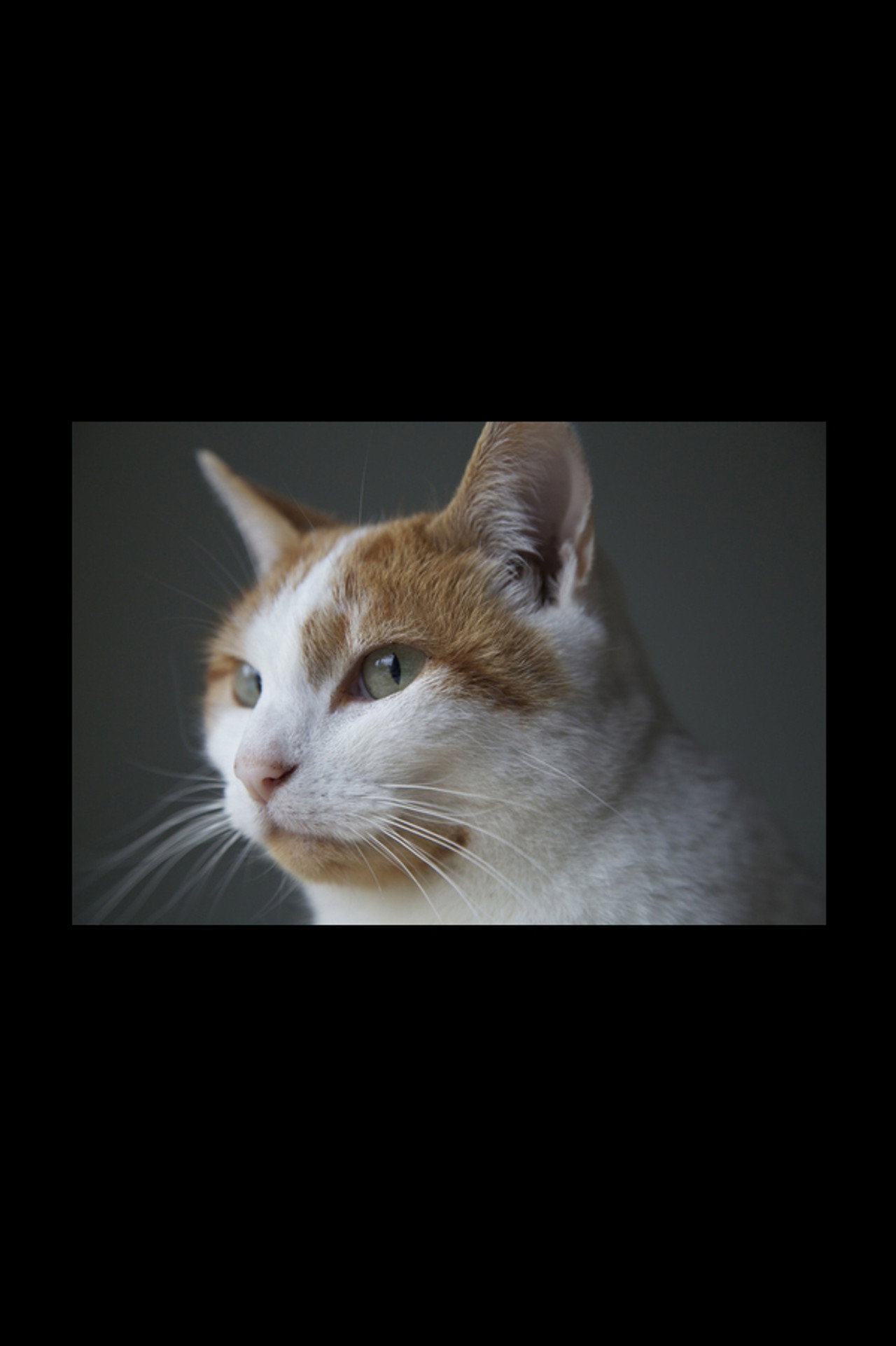 Felis Catus filmaffisch