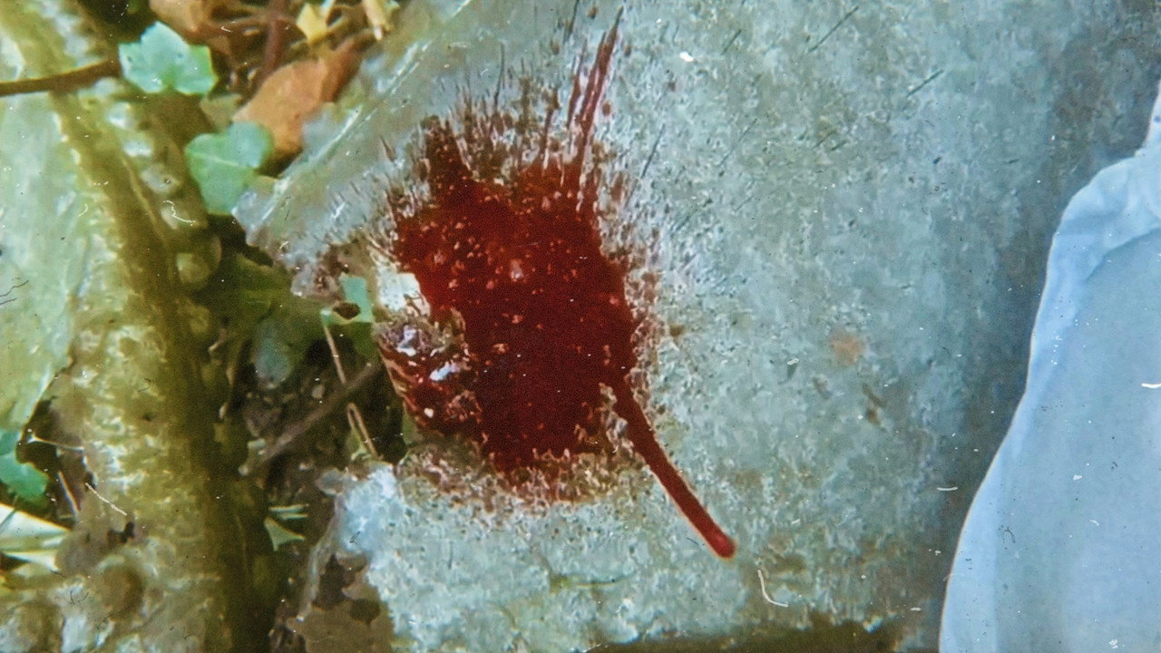 ABHORRENT II still 2