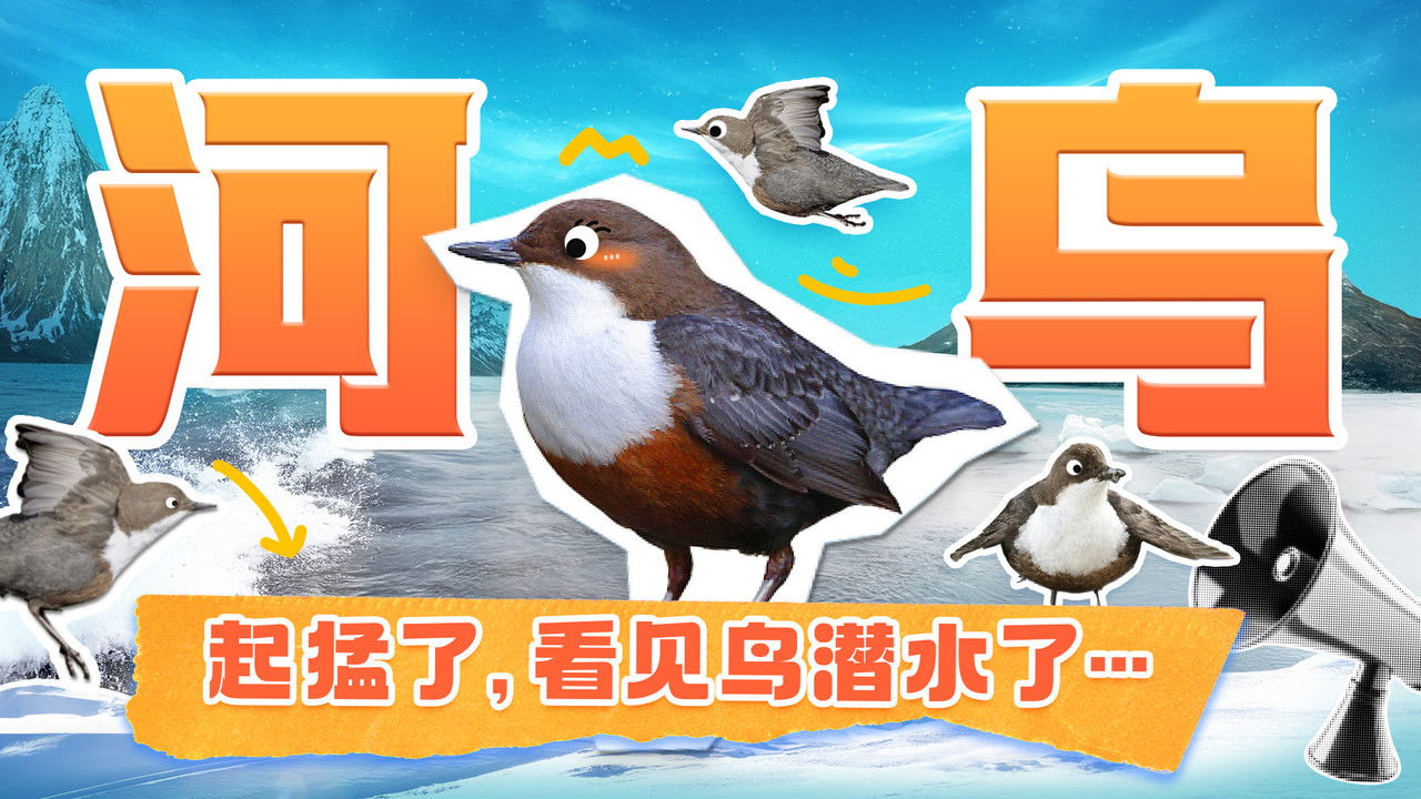 斑马百科探索 — Épisode 32