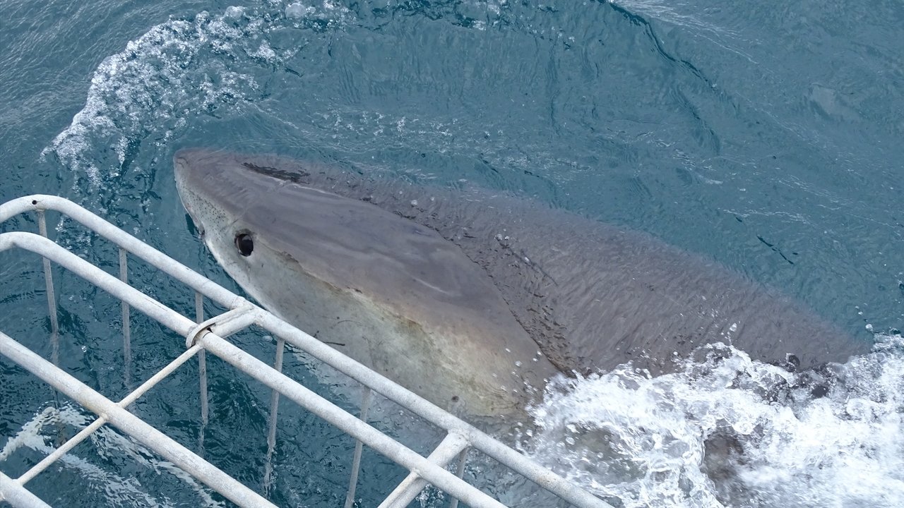 Great Whites vs. Cage
