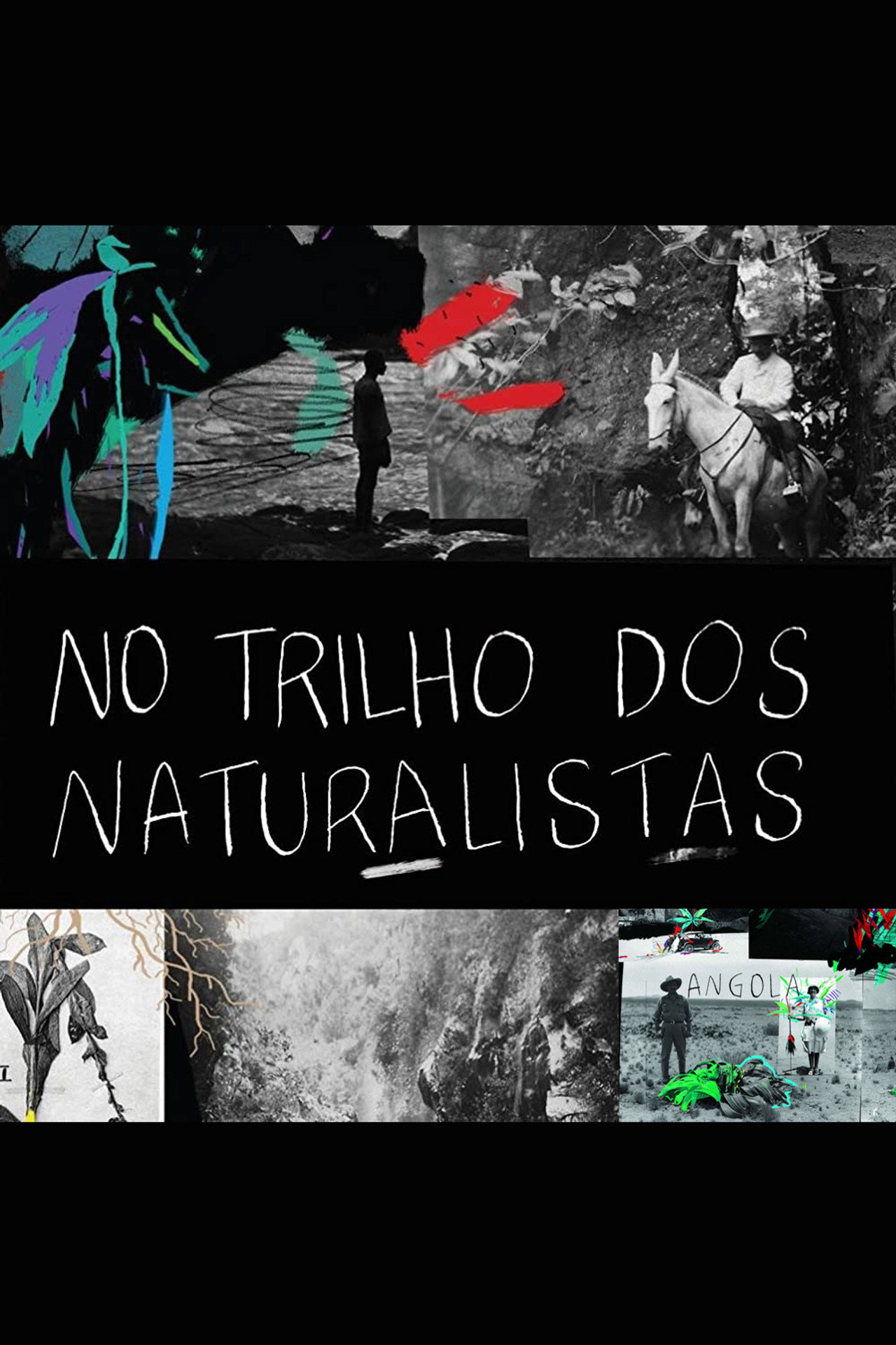 No Trilho dos Naturalistas: Angola filmaffisch