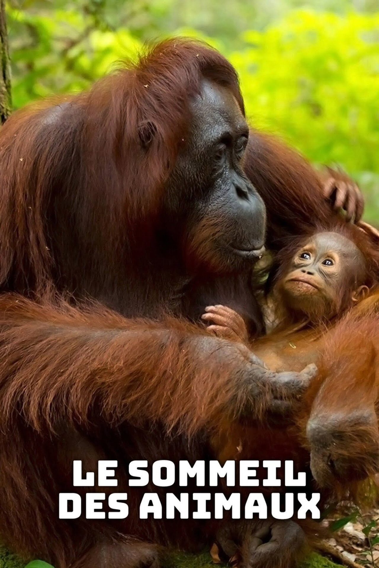 Le sommeil des animaux filmaffisch