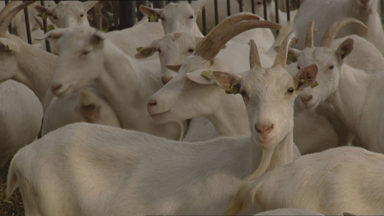 De Q-koorts epidemie