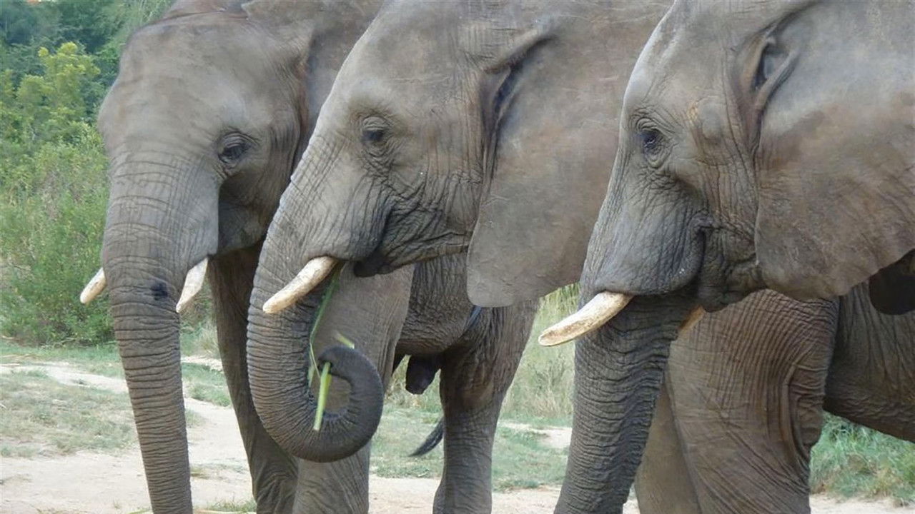 Paula und die wilden Tiere — Épisode 20