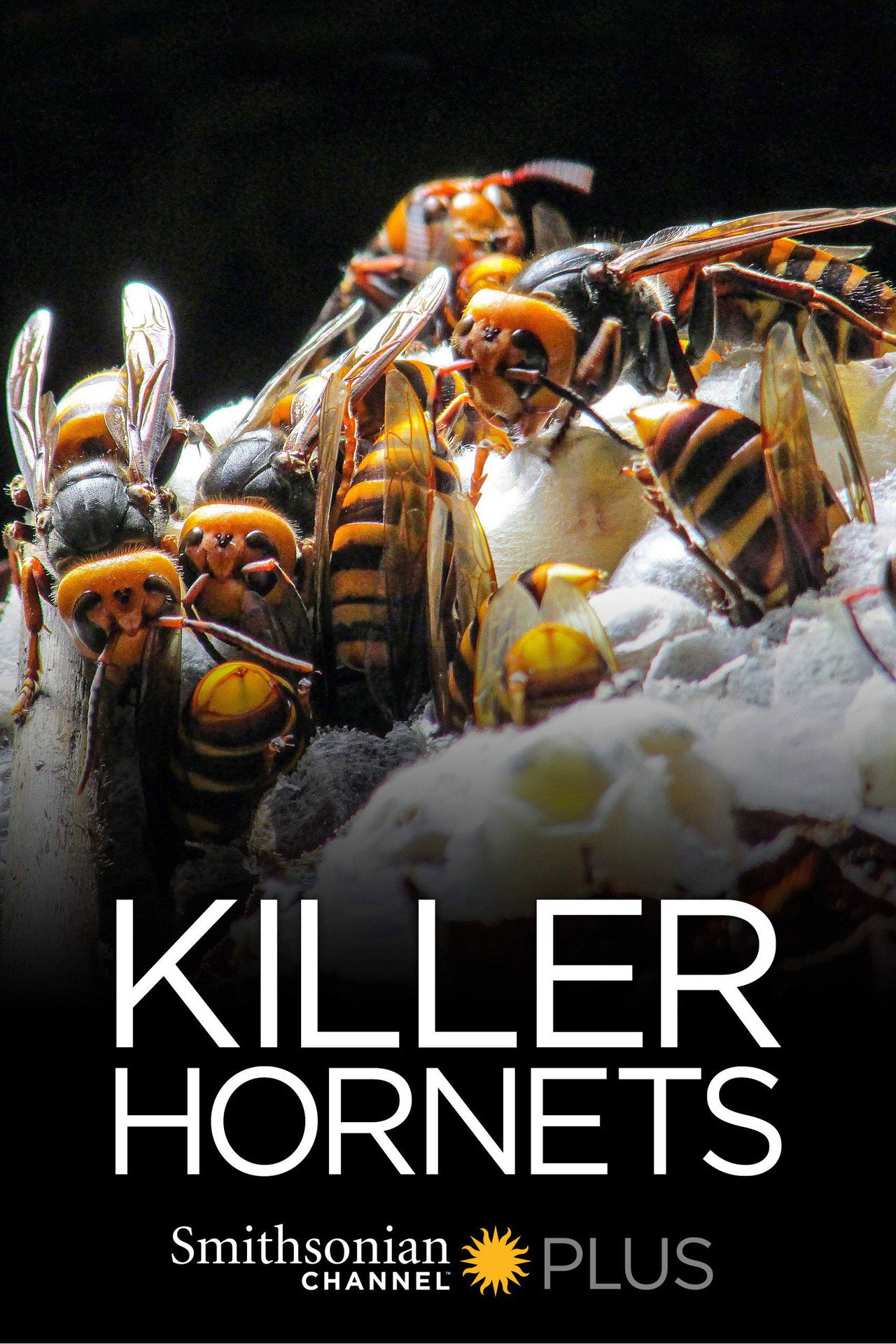 Killer Hornets filmaffisch