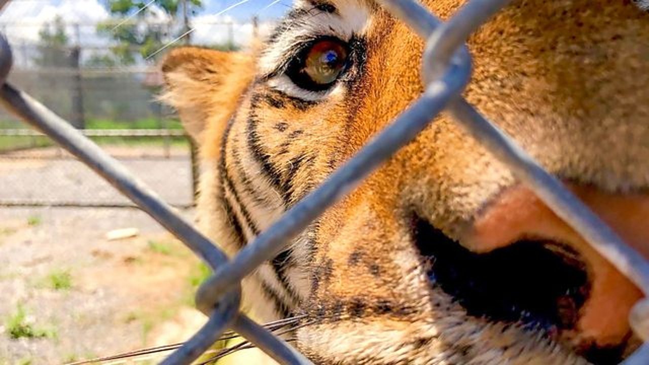 Natural World - Season 39 Episode 6 : Tigers: Hunting the Traffickers