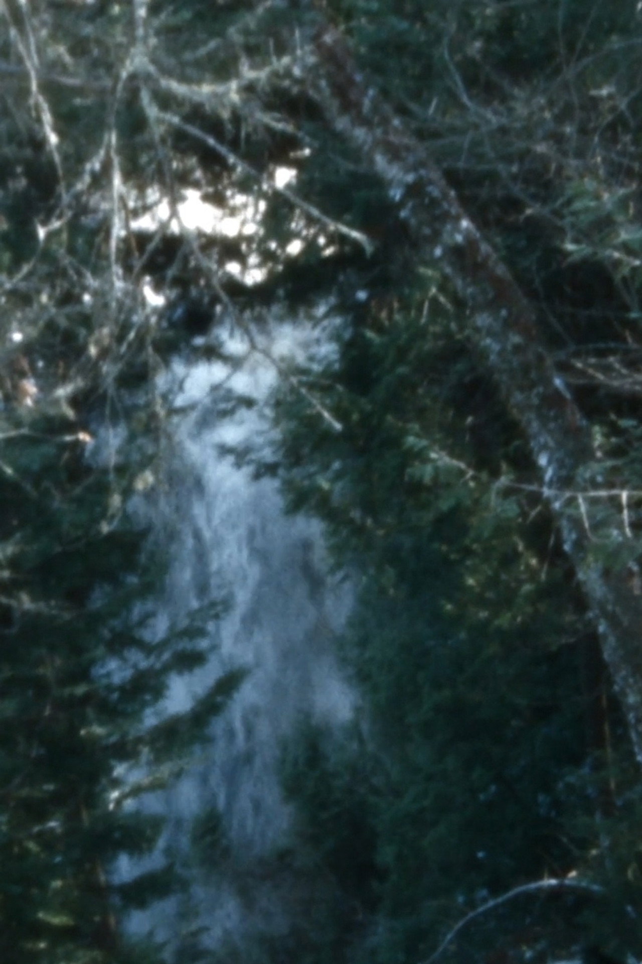 Leaves for a reel filmaffisch