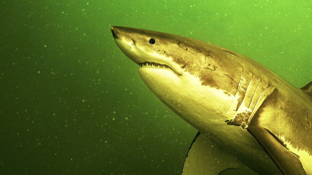 Return of the White Shark backdrop