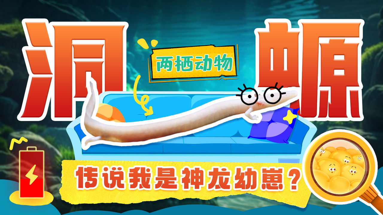 斑马百科探索 — Épisode 35